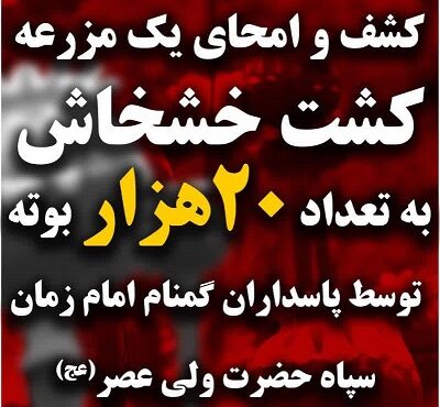 کشف و انهدام مزرعه کشت خشخاش در دزفول کشف و انهدام مزرعه کشت خشخاش در دزفول
