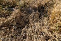 بررسی ارزیابی خسارت کشاورزان بیمه شده خوزستانی بررسی ارزیابی خسارت کشاورزان بیمه شده خوزستانی