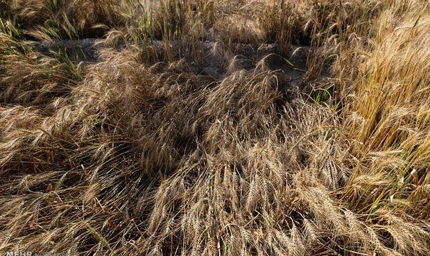 بررسی ارزیابی خسارت کشاورزان بیمه شده خوزستانی بررسی ارزیابی خسارت کشاورزان بیمه شده خوزستانی
