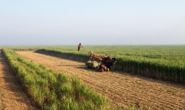 کدامیک اکسیژن بیشتری تولید میکند: مزارع نیشکر یا جنگل؟ کدامیک اکسیژن بیشتری تولید میکند: مزارع نیشکر یا جنگل؟
