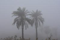 پیش بینی وقوع مه صبحگاهی و تداوم شرجی در خوزستان پیش بینی وقوع مه صبحگاهی و تداوم شرجی در خوزستان