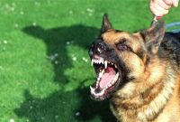 حمله سگ‌های نگهبان به تکنسین دامپزشکی اهواز