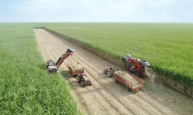 برداشت نیشکر از ابتدای فصل، ۱۰۰ درصد سبز انجام شده است