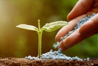 توزیع ۲۵ هزار تن کود اوره یارانه‌ای میان کشاورزان خوزستان